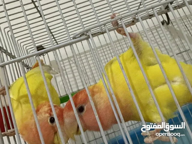 جوز روز عين حمرا