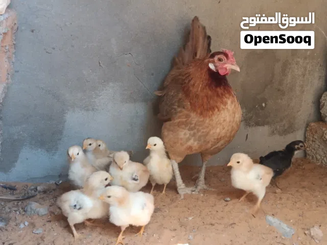 دجاجة عربية تحتها سايكس دم صافي