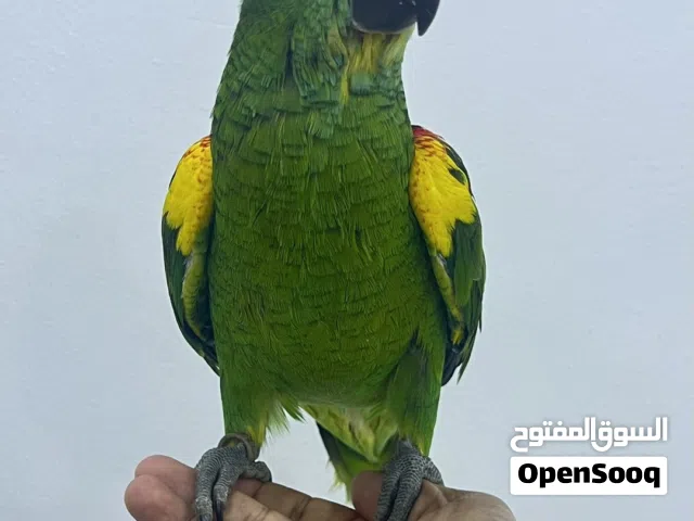 فرخ أمزون بلوفرونتد العمر تقريباً 4-5 شهور الطير بصحة ممتازه وحجم ماشاءالله الطير أليف جداً