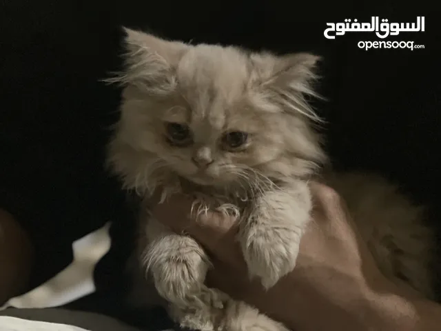 صغیرو لطیف و نشیط