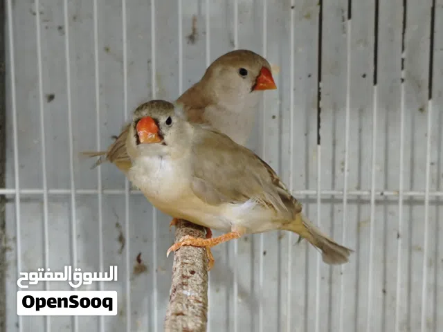 إناث فناجس حجم سوبر جامبو عدد 6 امايات فائض عن الحاجة تك 25 شلع ع 20 زوج