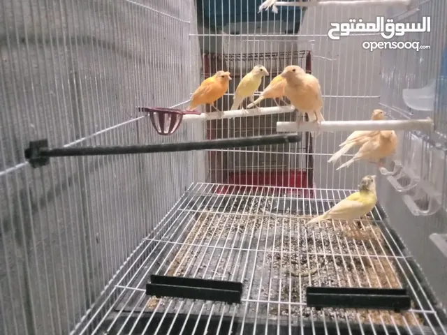 طحشت كنار بالصلاة على النبي صحة ونظافة كلهن من انتاجي الله يبارك لصاحب النصيب