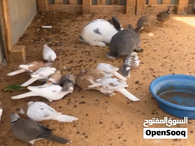 يمام للبيع جو 15 طرف