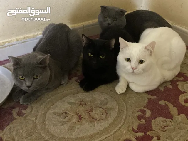 Pure British short hair and pure Scottish fold All of them are male.