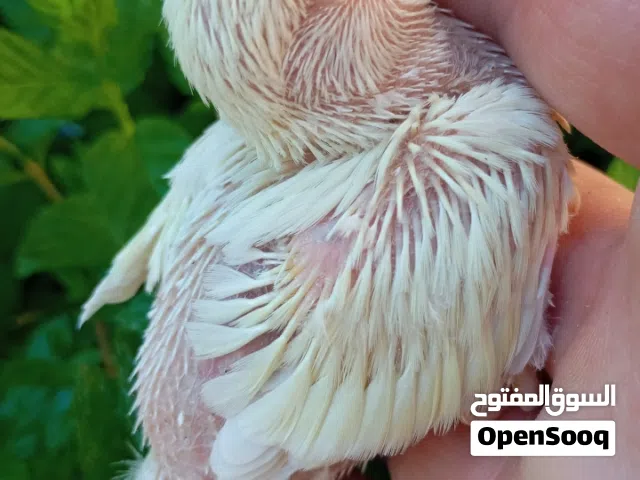 متاح فرخ روز اينو لزق يدوي ما شاء الله صحه ونظافه