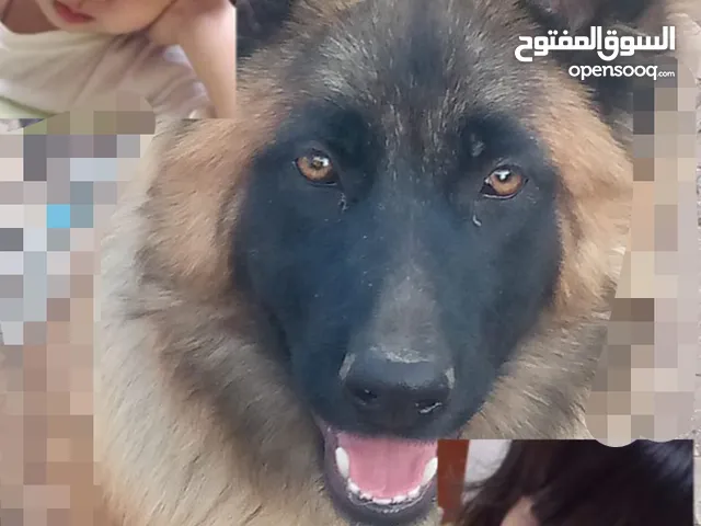كلب للبيع من نوع جيرمن