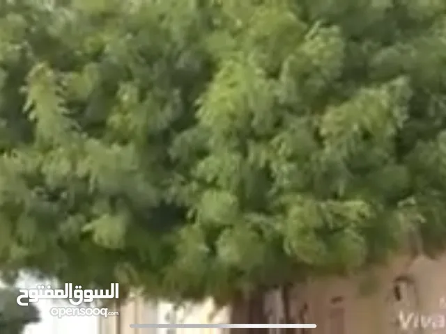 يوجد لدينا خدمه قص لأشجار الكبيره بالمجان في حال تود تخلص من الشجره تواصل معنا