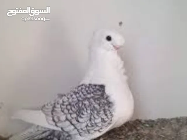 مطلوووووب حب رمان مستوى