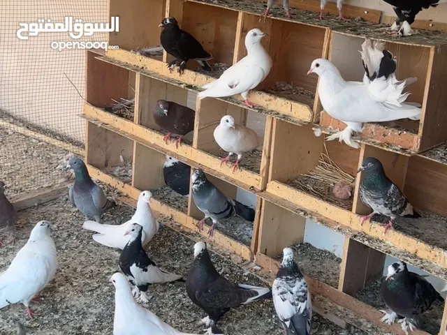 الوصف مهم جداً