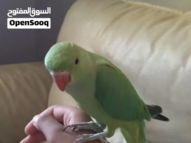 للبيع ببغاء دره هندي أليف جدا