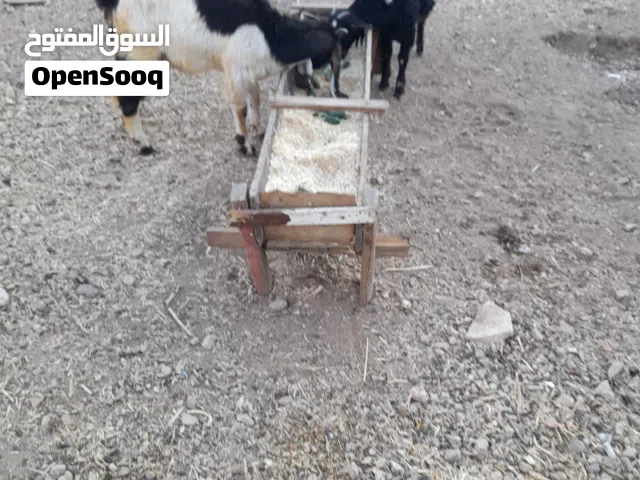 جدايه اثنين للبيع