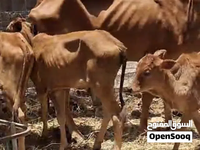 للبيع مجموعه ابقار