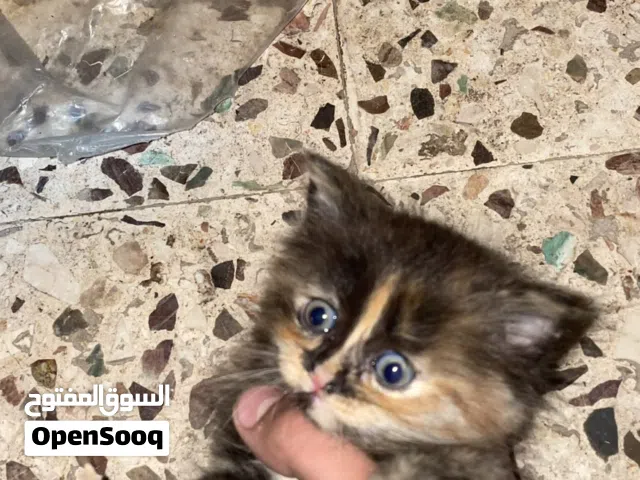 قط شرازي للبيع