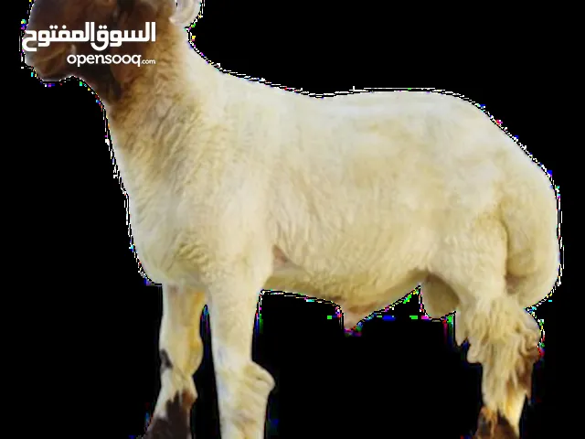 يوجد لدينا جميع الذبايح