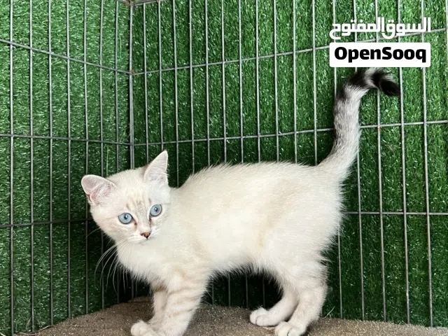 السلام وعليكم 3 قطط زوز اينات ودكر