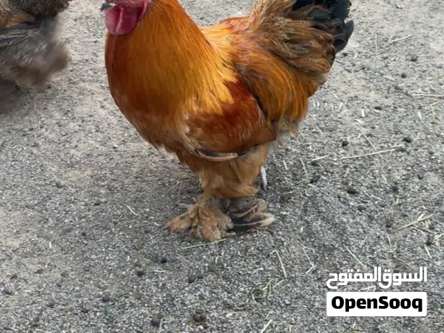 للبيع ديك لكوشن