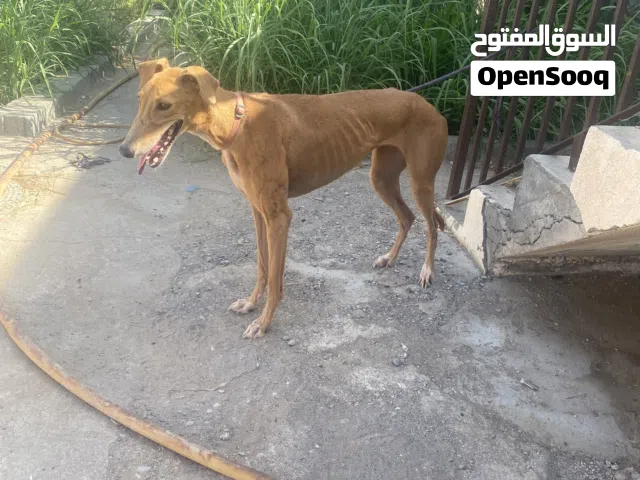 كلب سلوقي وريس