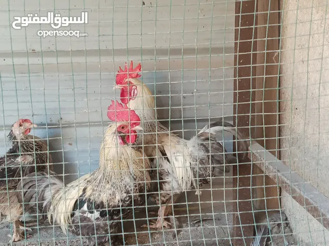 ديوج براحمه لبيع