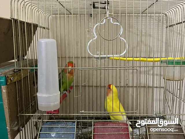 جوز روز للبيع