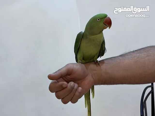 طائر الدر النيبالي /  Daura Nepali parrot