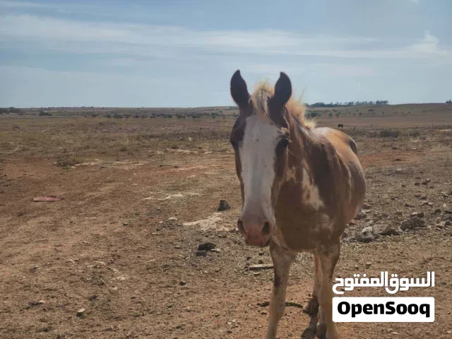 فلو للبيع بسعر 1200