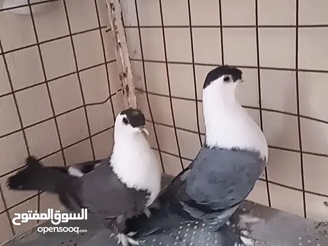 شخاشله زرق  للبيع