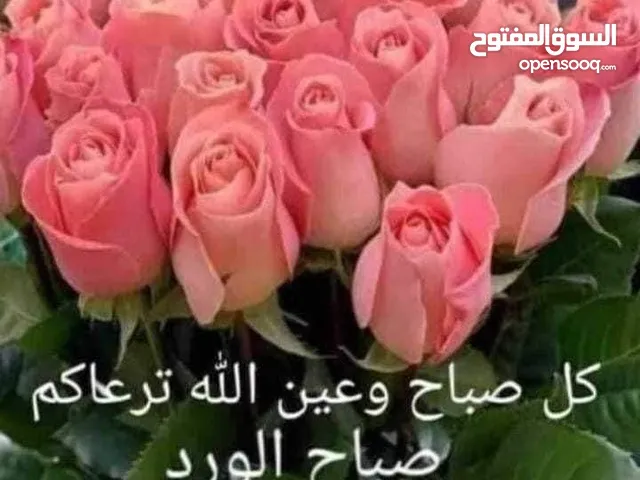 كاونتر تركي سليمانيه بالله 300بي مجال بسيط