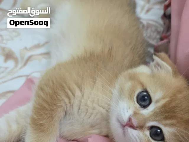 برتش قولد،انثتين وذكر