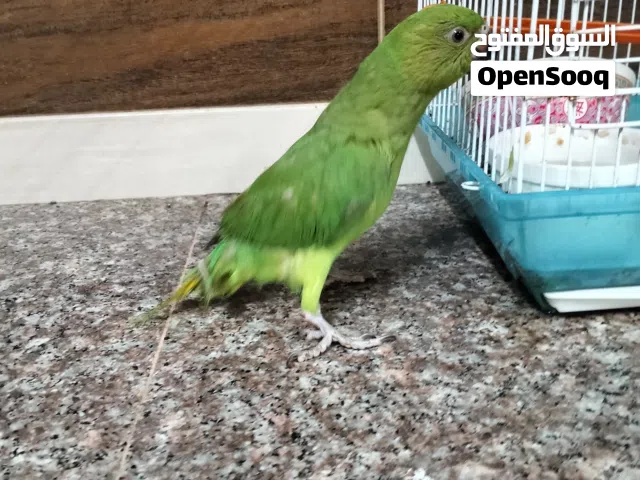دره خضره للبيع يمكن حملها