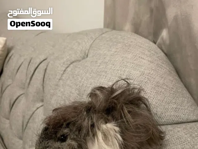 هامستر فصيلة  نادره للتبني  الوصف مهم