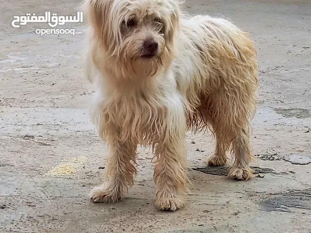 بيكنواه للبيع