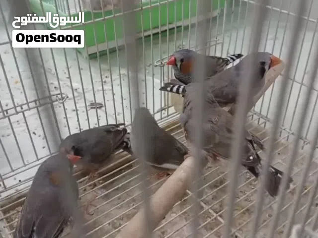 للبيع 3 أزواج زيبار الحجم الصغير يصلحون حق انتاج او حق غراره
