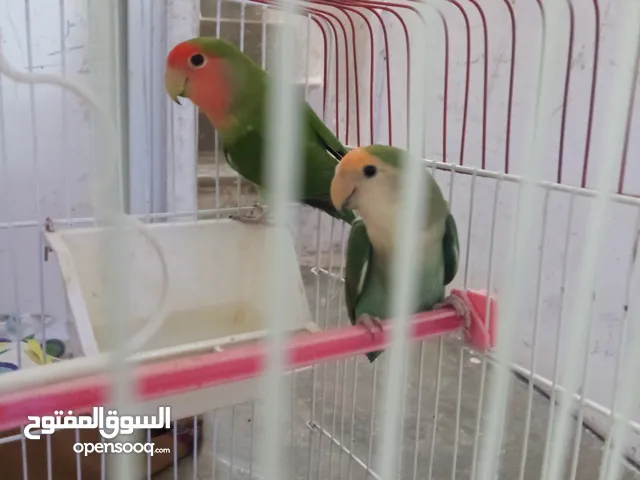 طيور روز زوج منتجات