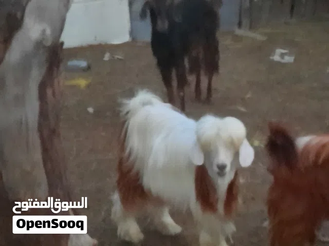 بيع جدي رحبي