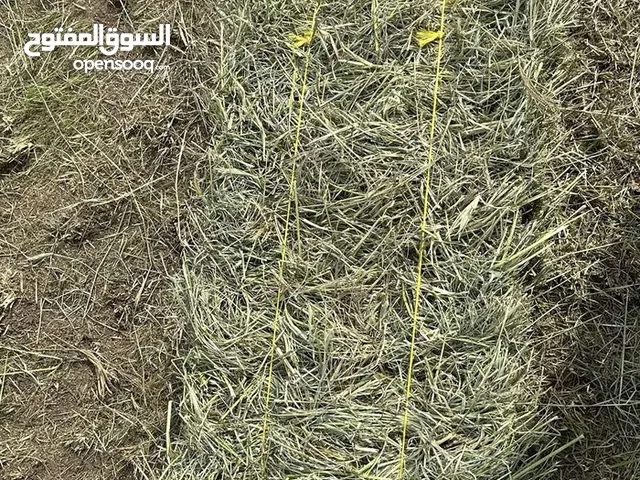 يتوفر حشيش برايد يوميا مع توصيل