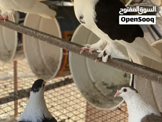 حمام للبيع اكثر من نوع