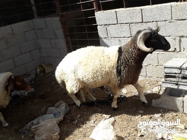 فحل للبيع برقاوي السن سادس الله يبارك مشاءالله