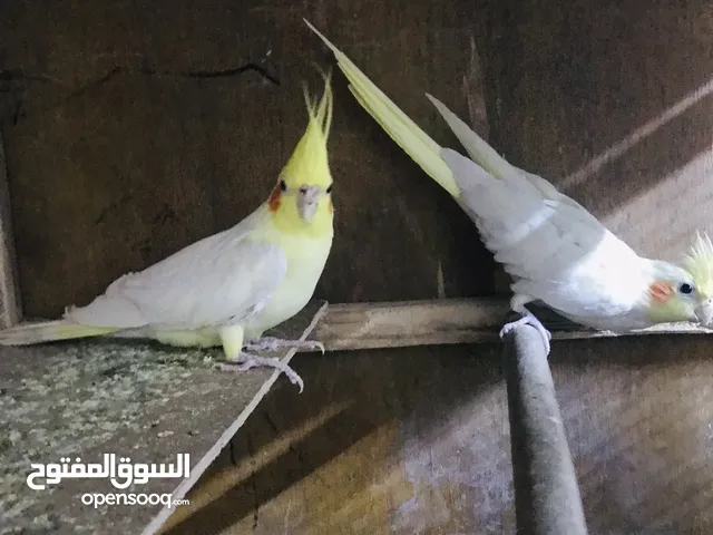 كوكتيل شرط النظافة منزليه مزوايج السعر 40
