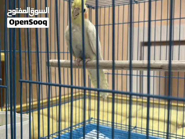 طير كوكتيل