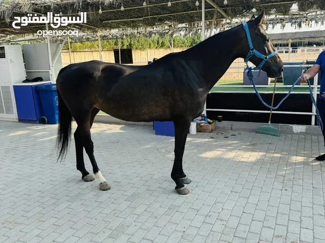 فرس انتاج للبيع