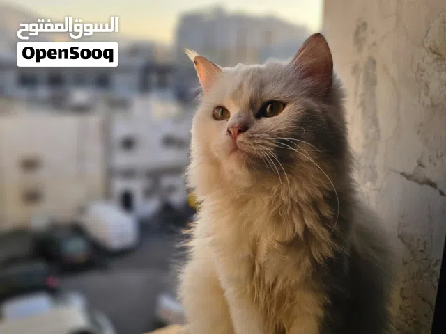 Siraji Cat white 6 months old