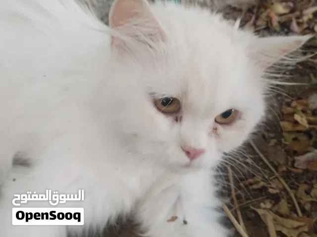 سنوره شيرازيه