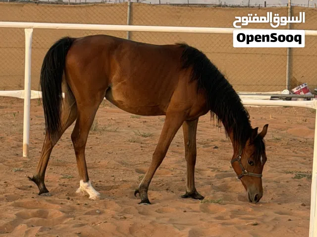 مهره للبيع او للبدل بخيل سكول