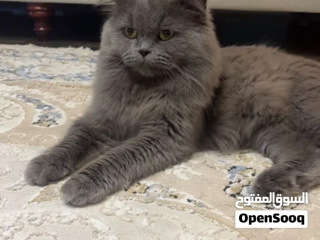 قطه 3 اشهر