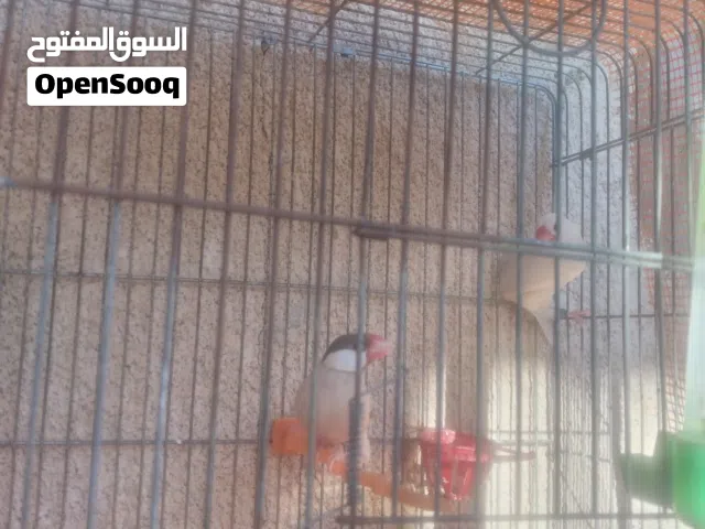 كوبيا بودا جاوا الله يبارك