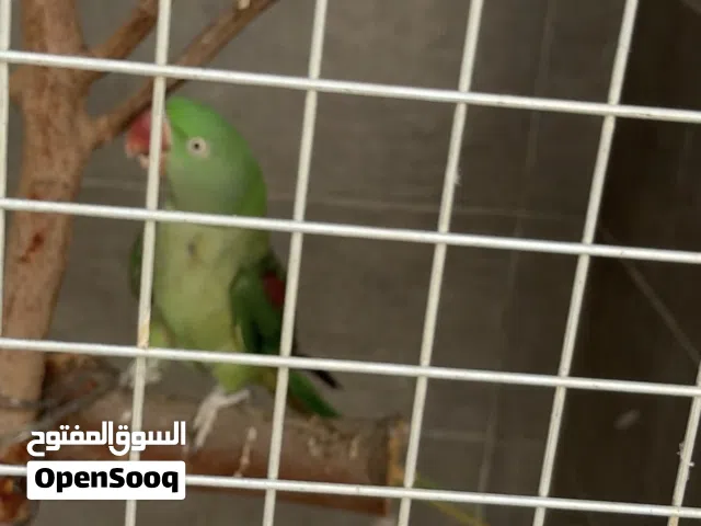 انثى نيبالي للبيع