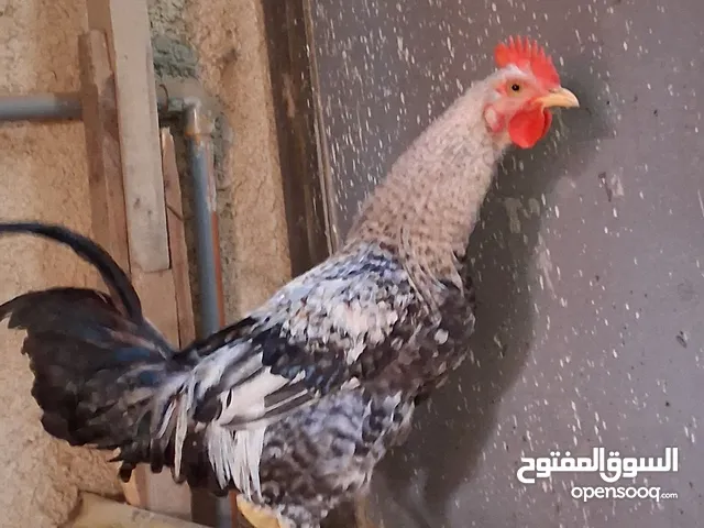 ديك بلدي في سعر 7.99 دينار سعر محروق العمر 8شهور