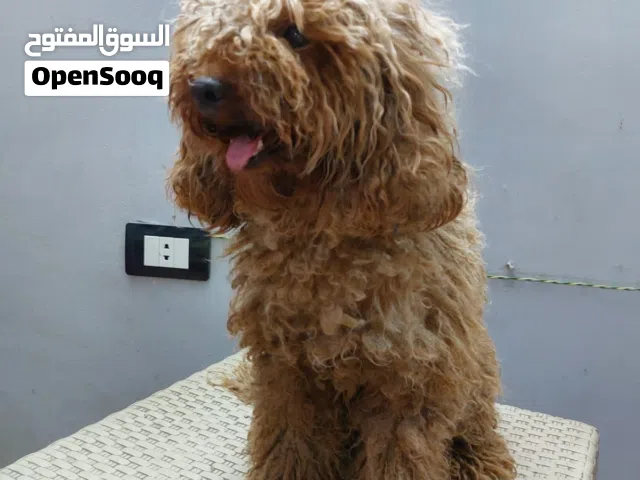 Toy poodle female