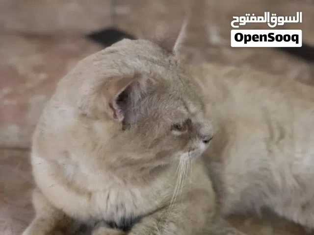 قط شيرازي...