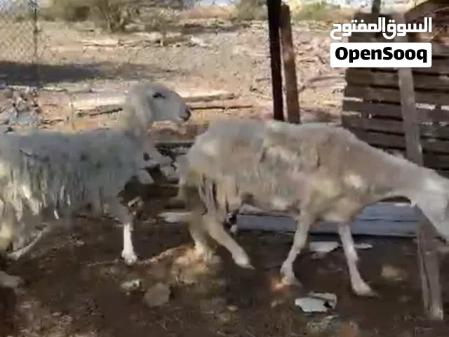 للبيع هوش وجعد وين إلا يدور اضاحي بسعر مناسب